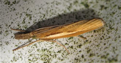Réf. 170 067 : Agriphila tristella
