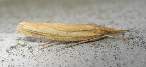 Réf. 170 068 : Agriphila tristella