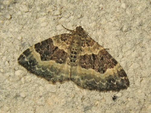 Epirrhoe alternata
