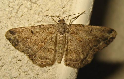 Réf. 170 521 : Peribatodes rhomboidaria