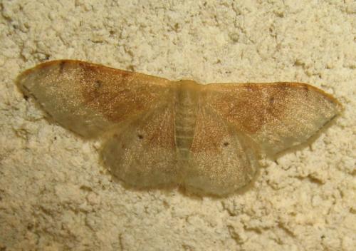 Réf. 170 511 : Idaea degeneraria