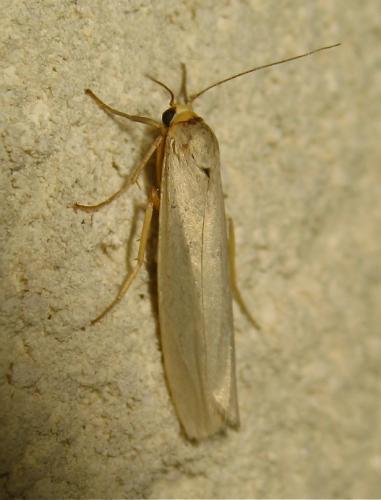 Réf. 170 516 : Eilema caniola