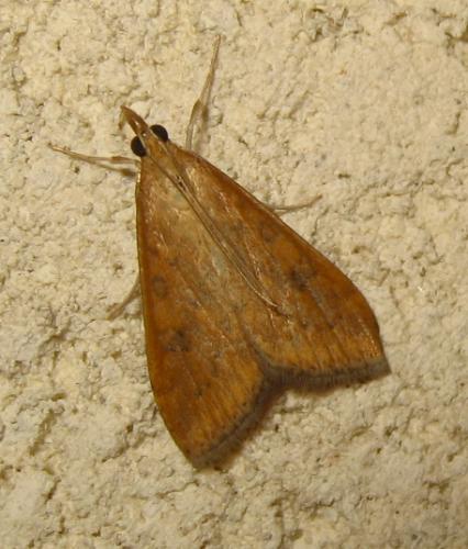 Réf. 170 514 : Udea ferrugalis