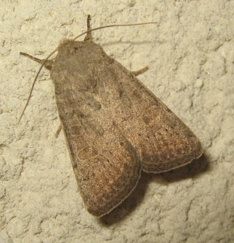 Réf. 170 519 : Hoplodrina sp.
