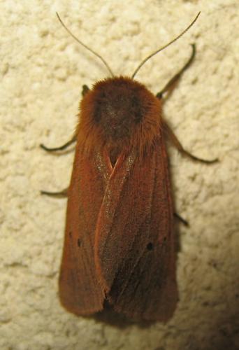 Phragmatobia fuliginosa