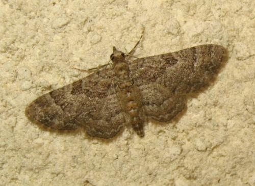 Réf. 170 520 : Gymnoscelis rufifasciata