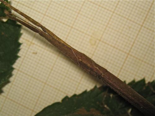 Carausius morosus