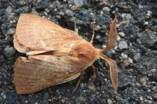 Lasiocampa trifolii