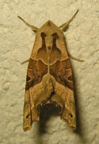 Réf. 170 592 : Phlogophora meticulosa