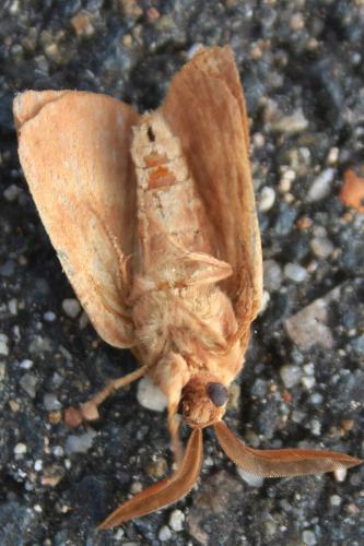 Réf. 170 121 : Lasiocampa trifolii
