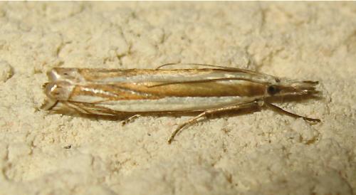Réf. 170 599 : Crambus pascuella