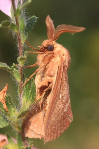 Lasiocampa trifolii