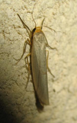 Réf. 170 594 : Eilema caniola