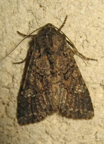 Réf. 170 838 : Mamestra brassicae