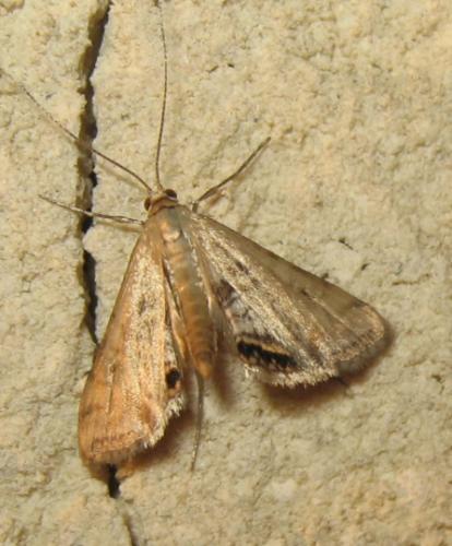 Réf. 170 601 : Cataclysta lemnata