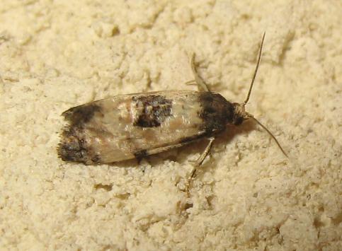 Cochylis dubitana