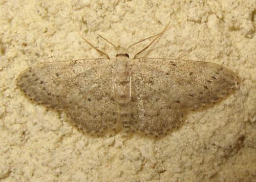Idaea seriata