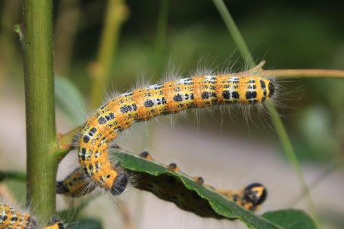 Phalera bucephala