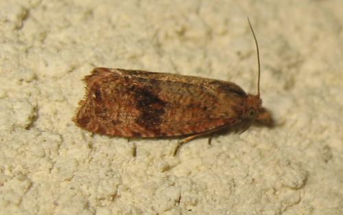 Réf. 170 679 : Celypha striana