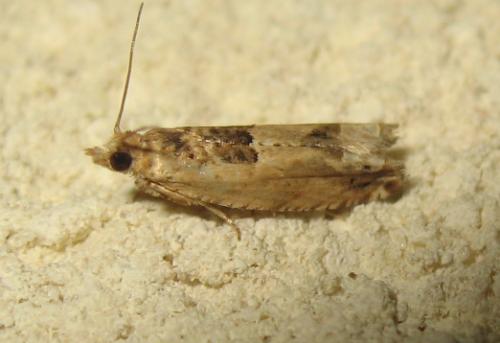 Réf. 170 678 : Crocidosema plebejana