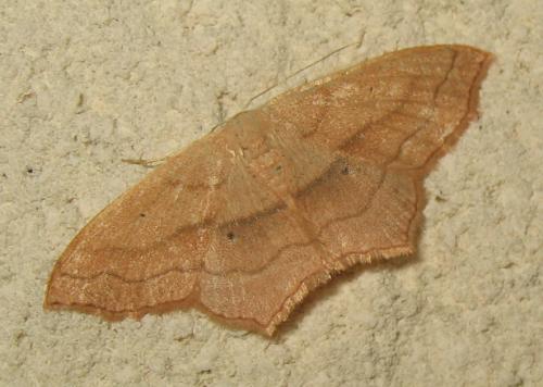 Réf. 170 596 : Scopula imitaria