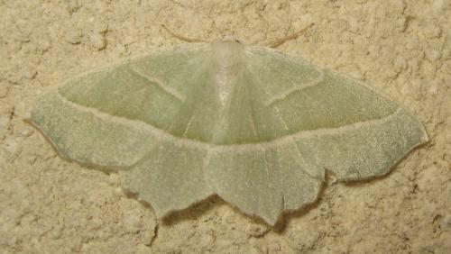 Campaea margaritaria