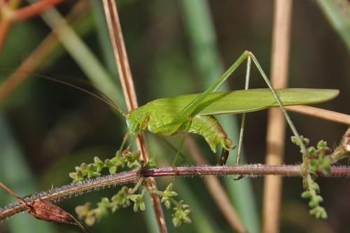 Phaneroptera falcata