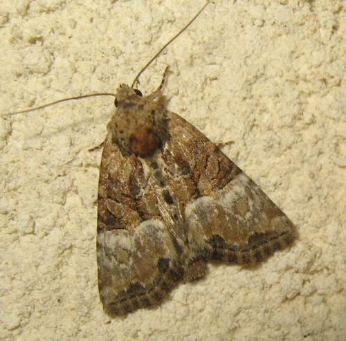 Réf. 170 600 : Mesoligia furuncula