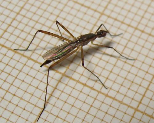 Micropeza lateralis