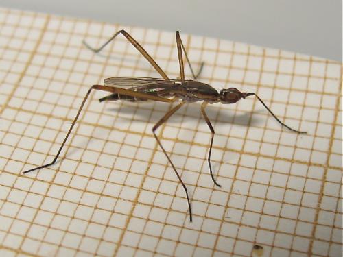 Micropeza lateralis