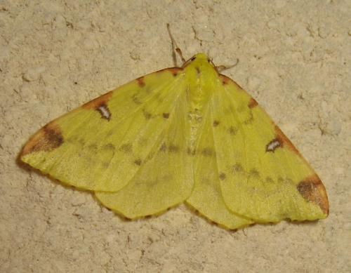 Réf. 170 591 : Opisthograptis luteolata