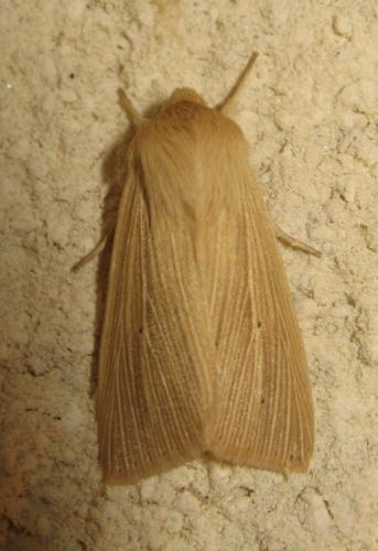 Réf. 170 837 : Mythimna pallens