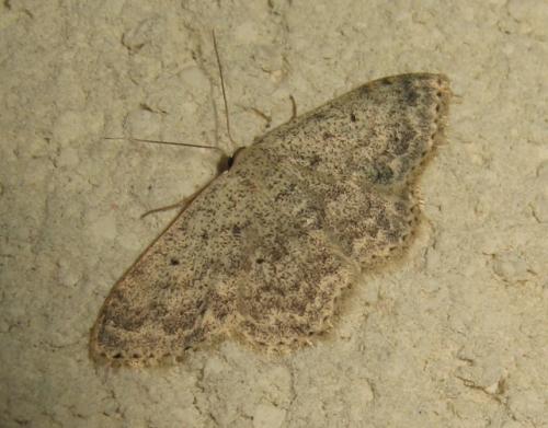 Réf. 170 682 : Scopula marginepunctata