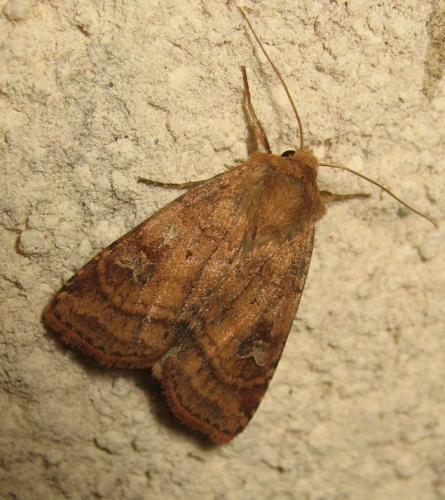 Diarsia rubi