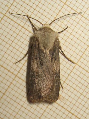 Réf. 170 597 : Agrotis puta