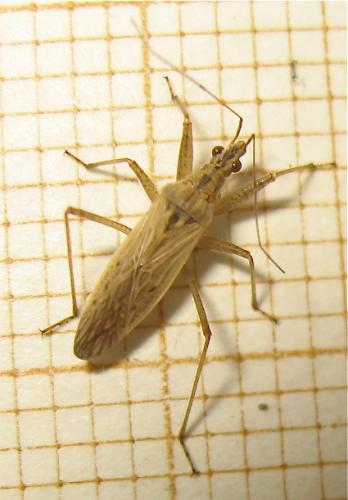 Nabis (ferus-pseudoferus)