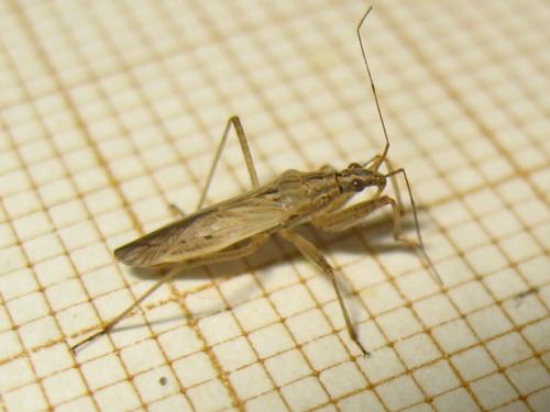 Nabis (ferus-pseudoferus)