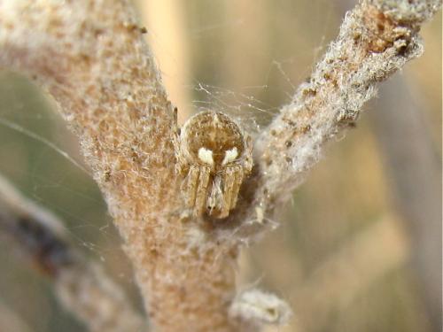 Agalenatea redii