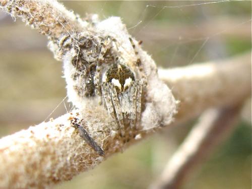 Agalenatea redii