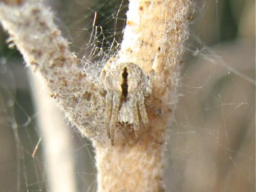 Agalenatea redii