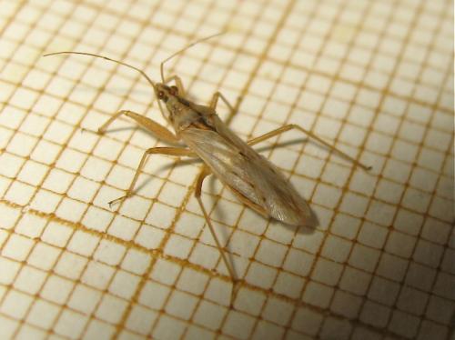 Nabis (ferus-pseudoferus)