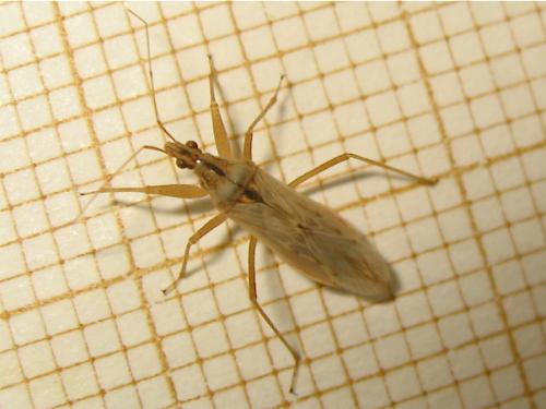 Nabis (ferus-pseudoferus)