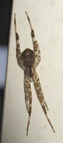 Episinus maculipes