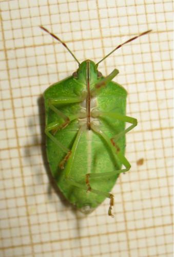 Nezara viridula