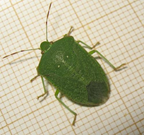 Nezara viridula
