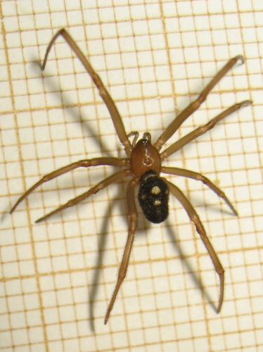 Steatoda grossa