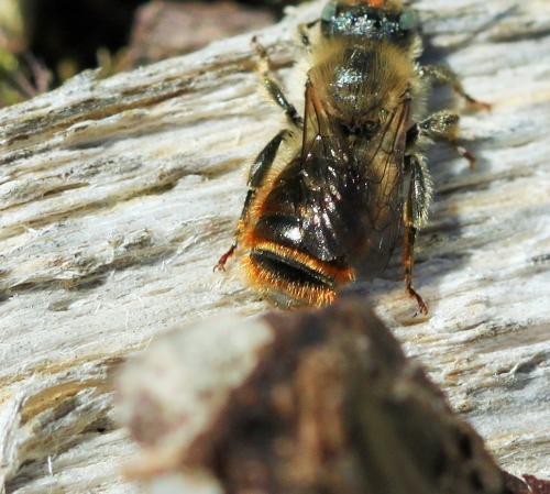 Osmia rufohirta