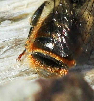 Osmia rufohirta