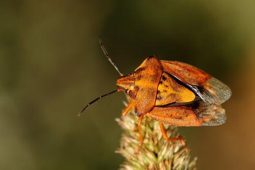 Carpocoris sp.