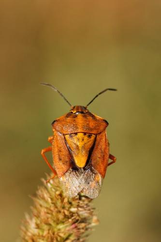 Carpocoris sp.